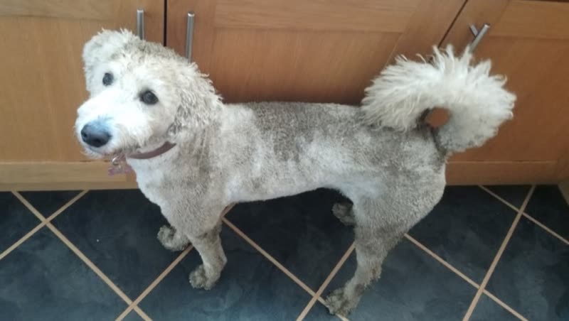 A freshly groomed white and grey poodle standing on the tiled floor in front of the wooden cabinets at Barkerz Grooming Parlour