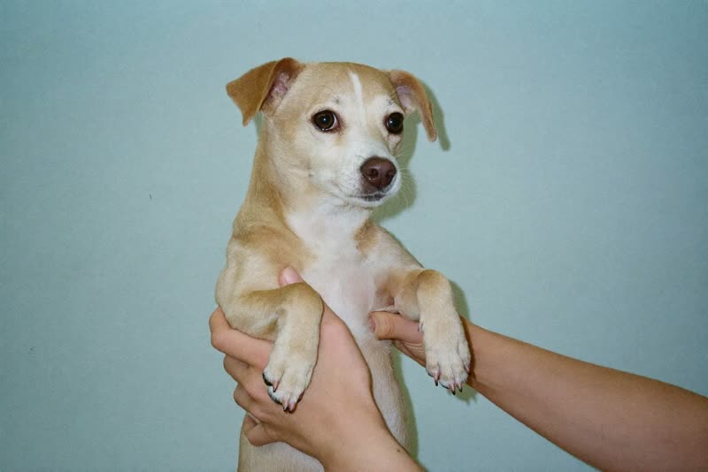 A small dog being held steady during grooming