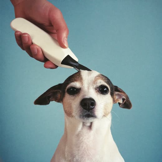 A dog having its coat clipped