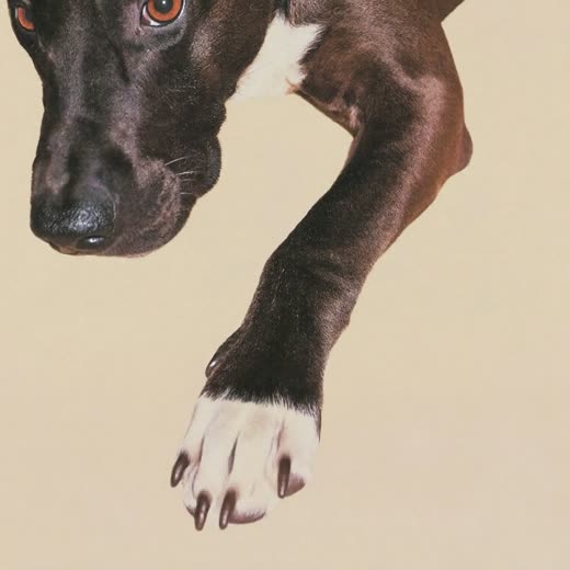 A dog's neatly trimmed paw