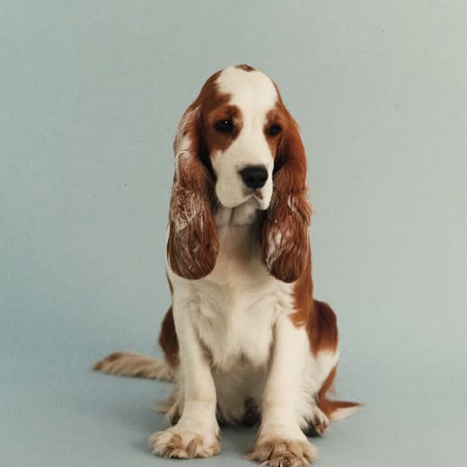 A spaniel with clean ears